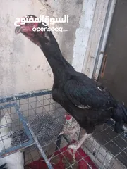  3 ست جاجا ت ودييكين