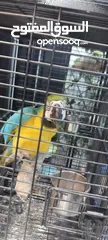  7 ببغاء مكاو متكلم لون مميز محجل