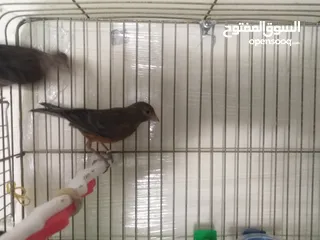  9 طيور كناري لون مخملي  للبيع المستعجل ( اقرأ الوصف جيدا )