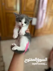  1 القط الاسود ذكر الاب شيرازي والام هملايا والسكني بنت الاب شيرازي والام همايلايا العمر 50 يوم