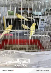  5 كنارات بالصلاة على النبي للبيع بالكوم
