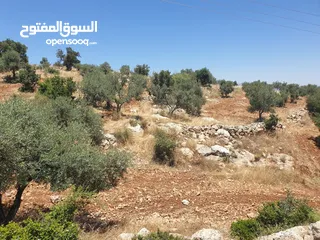  3 ارض 6 دونمات مزروعة زيتون في الصبيحي سعر مغري 100000 قرب التنظيم