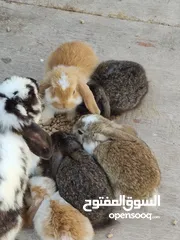  24 Holland lop bunnies