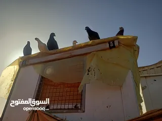  1 كوم حمام للبيع كلو شغال انشاء الله انواع مختلفه