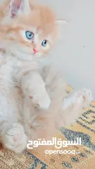  3 كيتنز بيرشن بيور مدربين ومطعمين حشرات 47 يوم