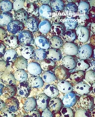  1 بيض فري جامبو