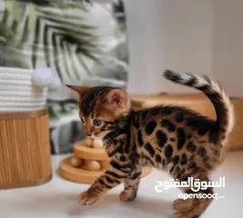  2 Bengal kitten top quality