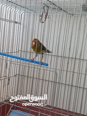  8 بندوق مسمع حسون للبيع