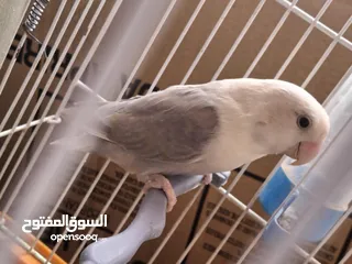  2 انثى روز اوبلاين سينامون