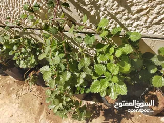  6 نبات البخورة أو الحبق المغربي أو اللوبانة العطري سلالة مميزة أوراق مخملية لامعة  خضراء بالكامل دائمة