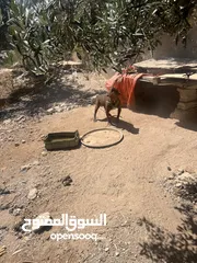  1 كلب بيتبل للبيع