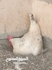  4 دجاج فرنسي