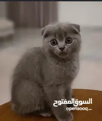  3 Cat female Scottish fold  قطة أنثى سكوتش عمر 9سهور