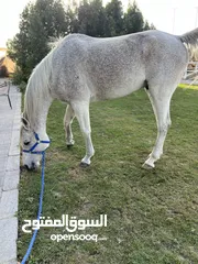  5 خيل  عربي