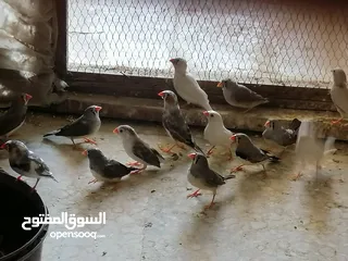  1 طيور جنه. بالغات وشغالات