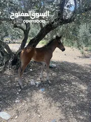  6 رافت الغزال g