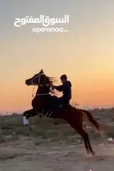  1 حصان بولش تكبيش وطمرات