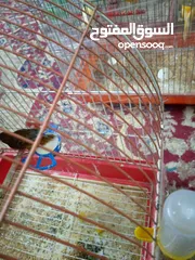  11 جواز كنار شغالات