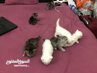  6 Persian cat for sale and Waite color and max also available and beautiful baby 