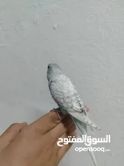  4 فرخ حب للبيع
