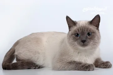  13 قط  و قطه هملايا شوكلت و قطتين  كتنز كتن بيبي  3 شهور  ابيض ناصع و عيون زرق  القط رغدول البيور الضخم