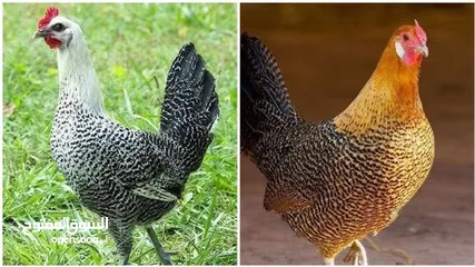  1 فراخ دجاج بلدي