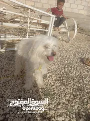  1 كلب لولو .....