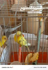  9 طيور حب مع فراخ عدد 2 للبيع بحاله ممتازه