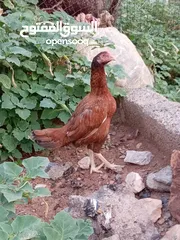  12 دجاج بقستانيات