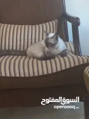  8 قطة سيامي بيور