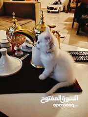  5 توأم شيرازي كيتن بسعر مغري لون ابيض وعيون ازرق  بسعر مغري