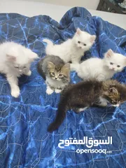  9 قطط للبيع موجودين في عناتا ضوحي القدس