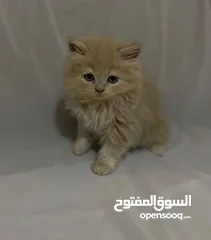  6 قطط للبيع النوع شيرازي لعوبين جدا