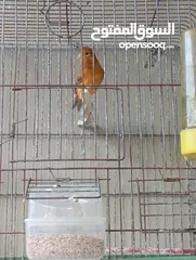  1 جوز حب نخب وفحلين كنار