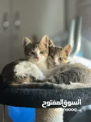  1 قطط ثاني أنثى