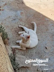  19 قط ابيض جميل جدا مع عينان زرقاوان و حالته الصحية جيدة و هادا و مرح وكن غير مدرب