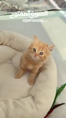  23 Cute persian and friendly kittens