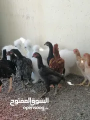  4 1-دجاج كشاموا وسلكي 2-صيصان دجاج عماني مهجن إقرأ الإعلان