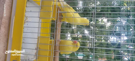  2 بسم الله ماشاء الله  حبة كساندرا وحبات دره ابيض واصفر وفايلوت وازرق واخضر كله زق يدوي على وجه فطم