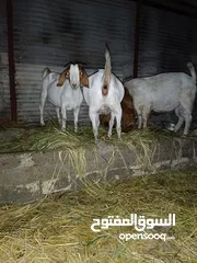  2 عدد3 معز بور جدي دم كامل ونتايتين