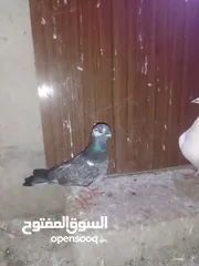 7 ثلث طواير للبيع