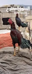  25 متاح بيض باكستاني خط اول..