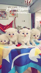  5 Scottish Fold 2 months / سكوتش فولد/ العمر شهرين