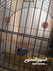  1 طيور الزيبرا