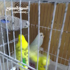  22 التواصل عبر واتس اب ببغاء كوكتيل  حجم كبير وعصافير حب مفتل و البينو وعادي عادي احجام كبيره