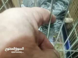  4 للبيع كاسكو هولندي ربوه