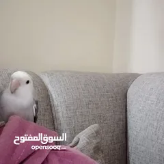  4 جوز طائر الروز