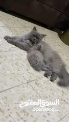  4 قطة أنثى (كتنز )نوع هملايا للبيع