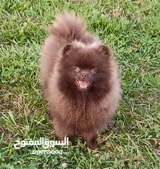  15 Pomeranian   Samoyed    Giant Malamute