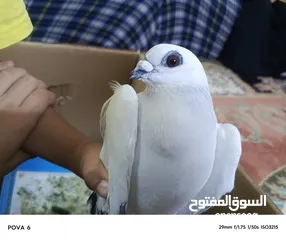  6 حمام للبيع بسعر مناسب قابل للتفاوض في عمان أو اربد للي حاب يتواصل معي وما بقصر نوع شفر
